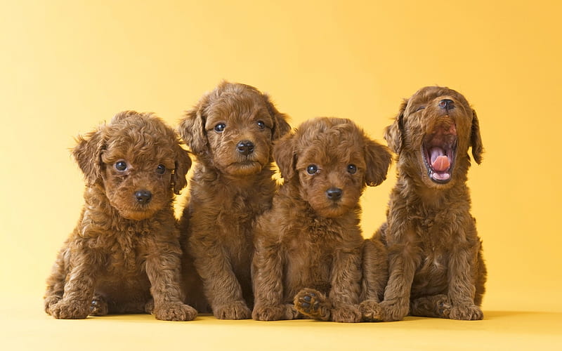 Poodle dog for sale in India