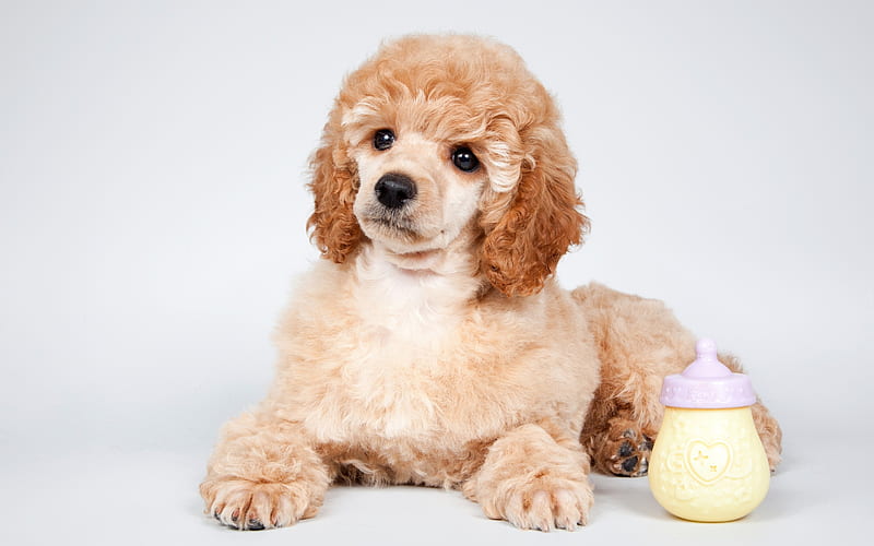 Poodle dog price in India