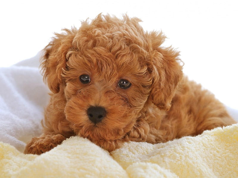 Poodle puppies price in Mumbai