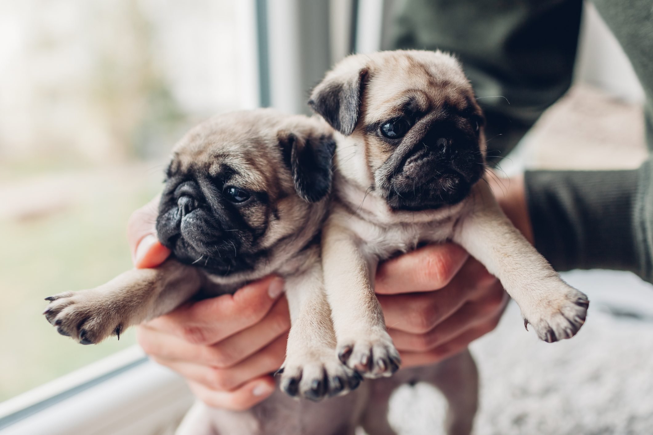 Pug puppies for sale in Vizag