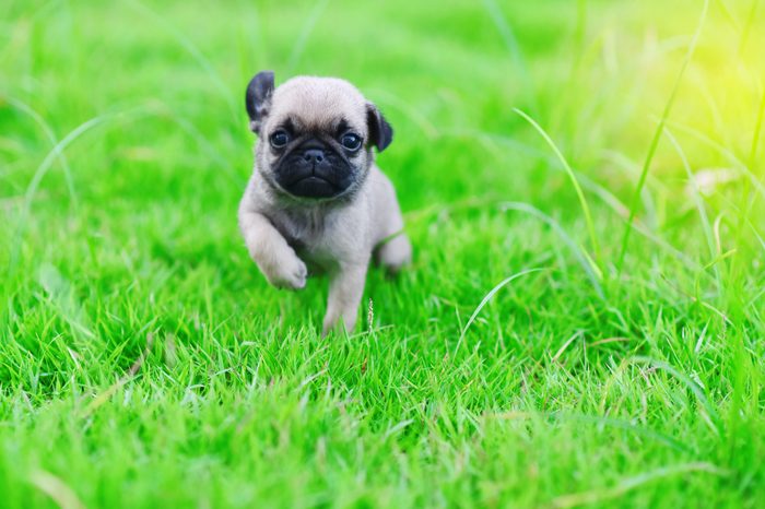 online purchase purchase pug puppy in pune