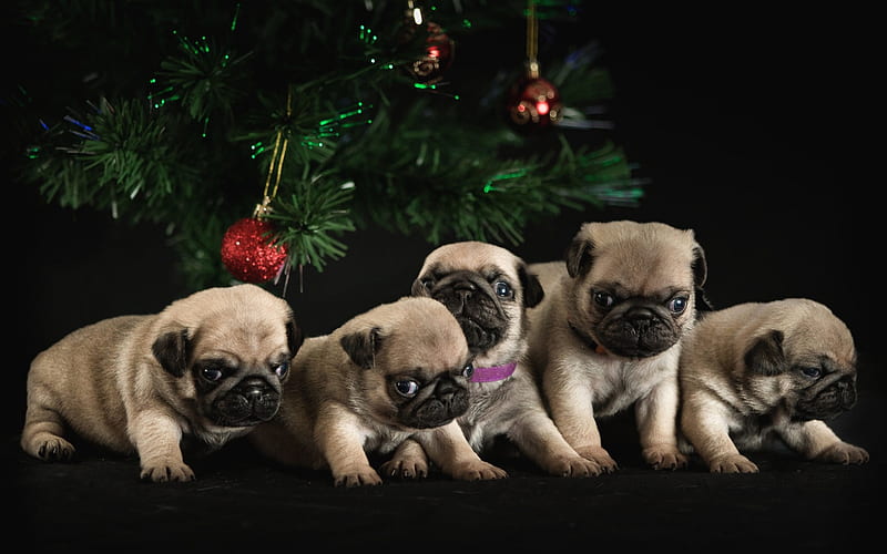 Pug dog for sale in Ahmedabad