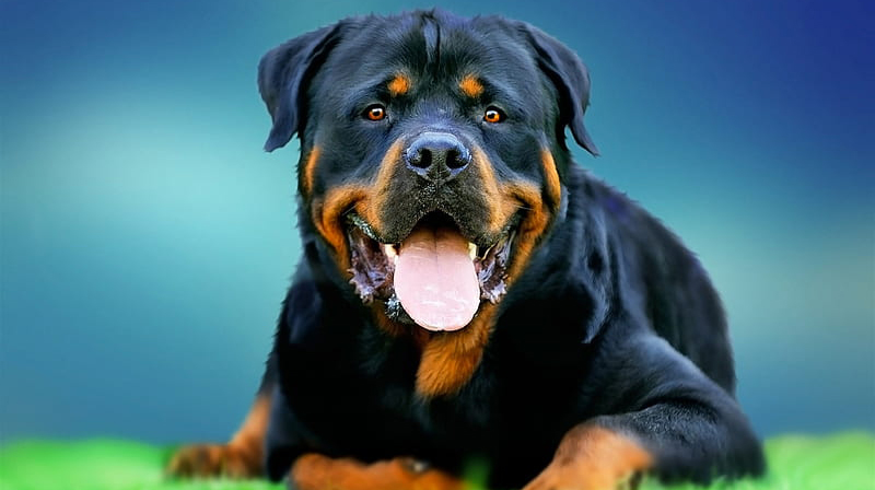 rottweiler breeder near me