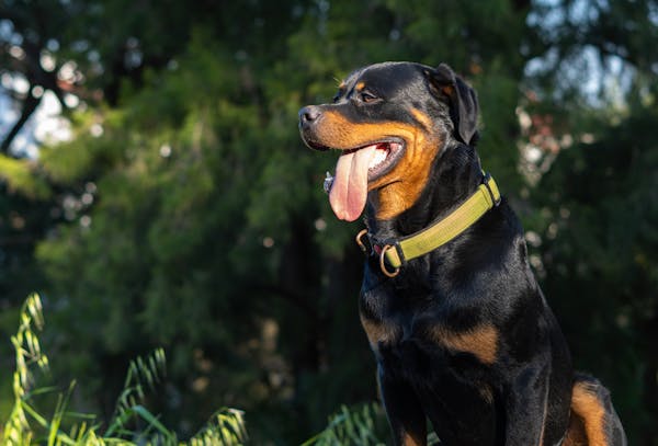 Rottweiler dog for sale in Chennai