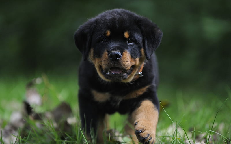 import bloodine rottweiler for sale in pune