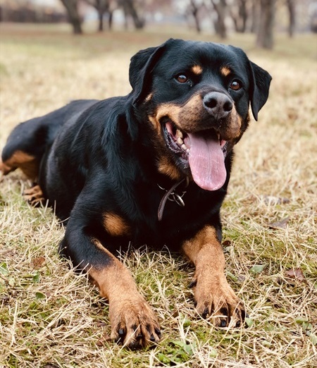 Rottweiler Puppies For sale online in Delhi