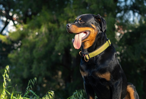 Rottweiler dog for sale in Kolkata