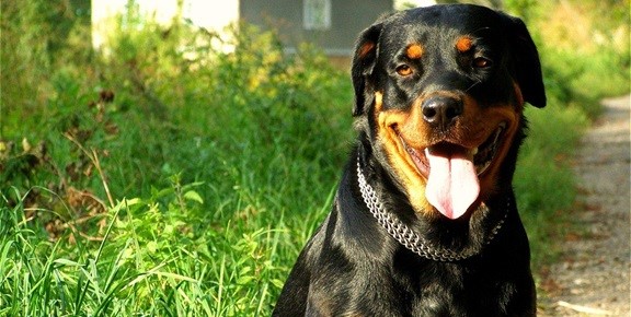 Rottweiler female puppies for sale in Kolkata