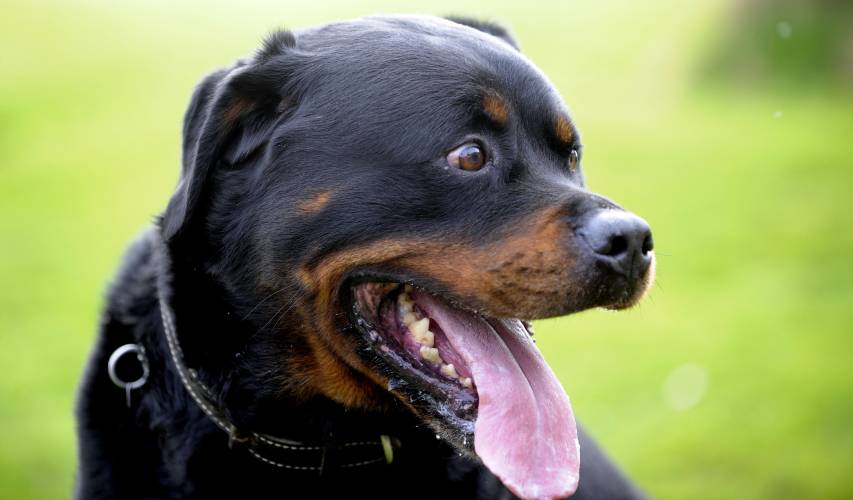 Rottweiler pet shop in Kolkata