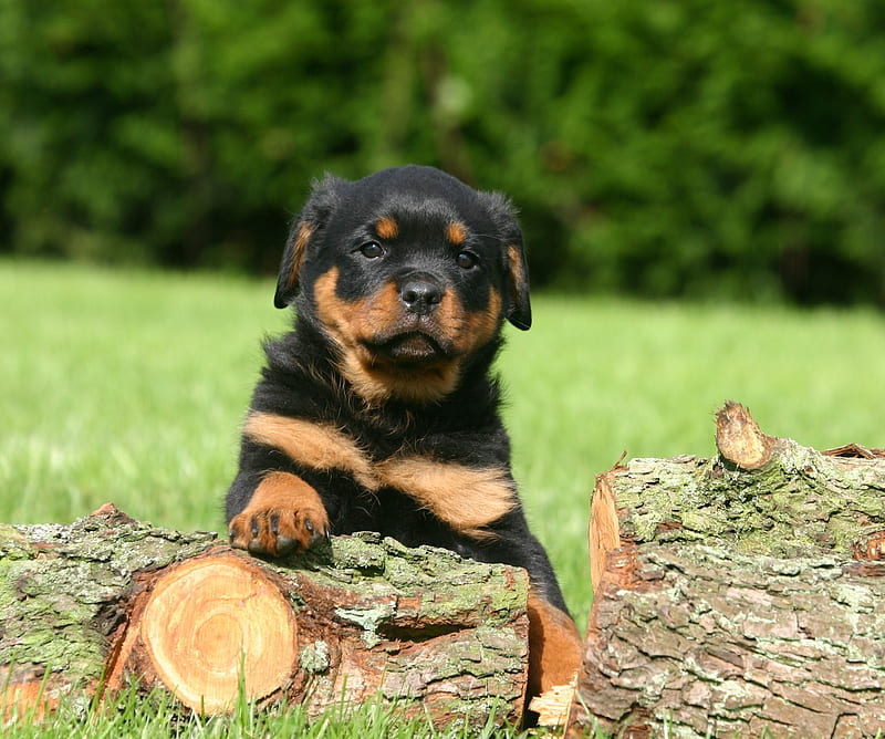 rottweiler puppy for sale in pune