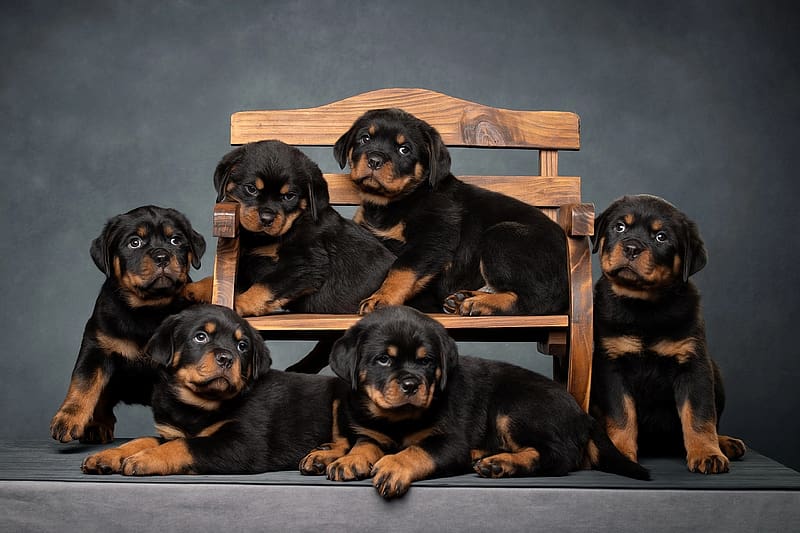 Rottweiler dog price in india