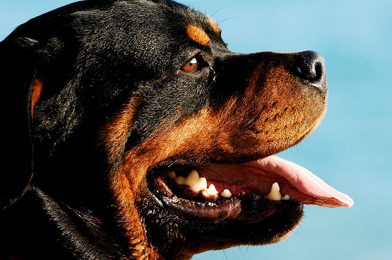 Rottweiler puppy for sale in India