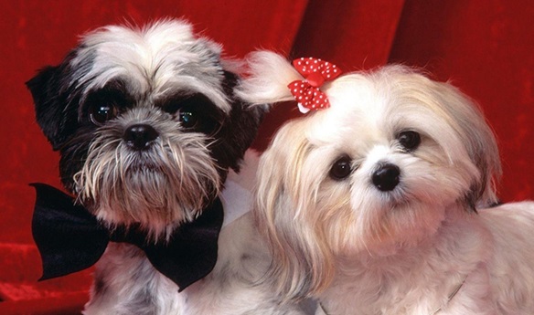 Shih Tzu puppy price in Chennai