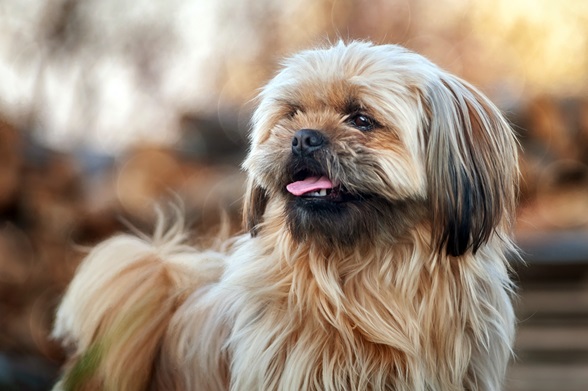 Shih Tzu pet shop in Chennai