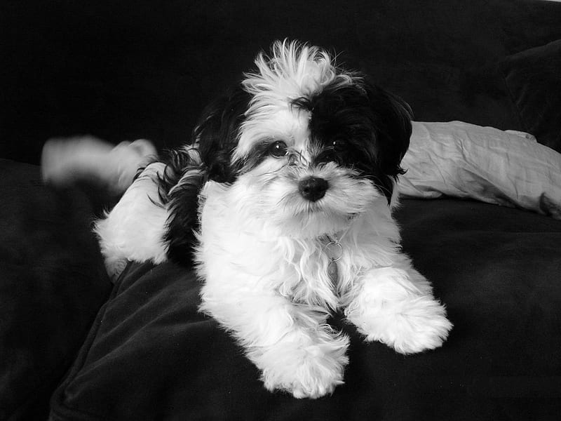 Shih Tzu male puppies for sale in Chennai