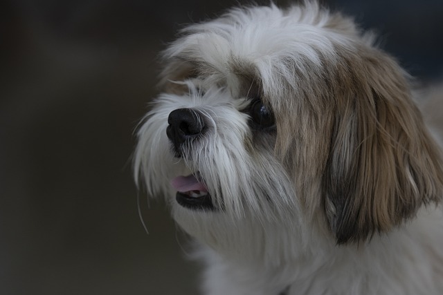 Shih Tzu dog for sale in Chennai