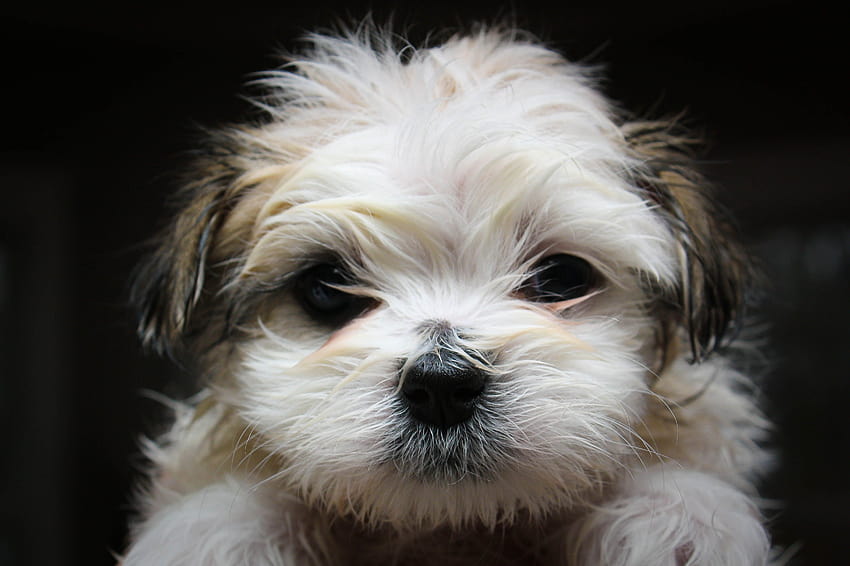 Shih Tzu price in Chennai