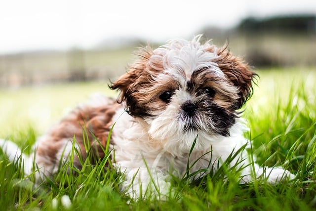 Shih Tzu Food and Care Tips