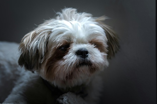 Shih Tzu Health Problems & Remedies