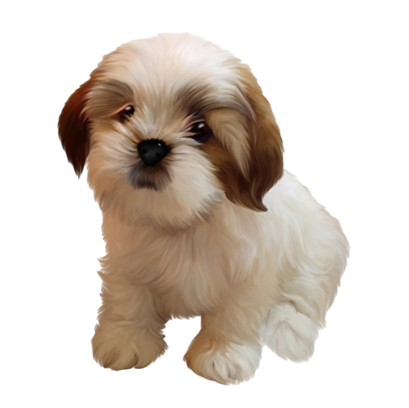 Shih Tzu puppy for sale in Vizag