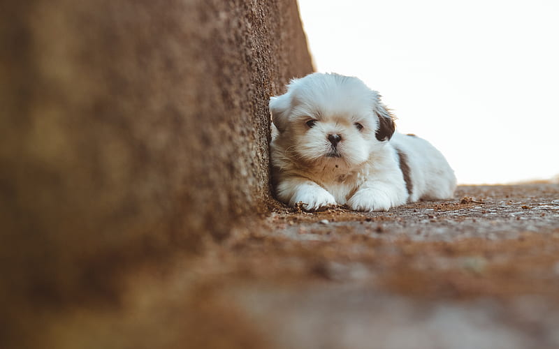 Shih Tzu puppies for sale in Vizag