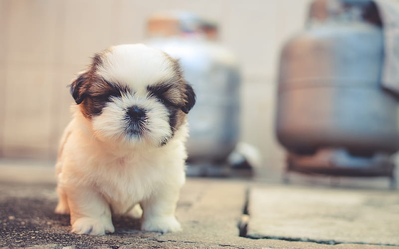 Shih Tzu puppy for sale in India