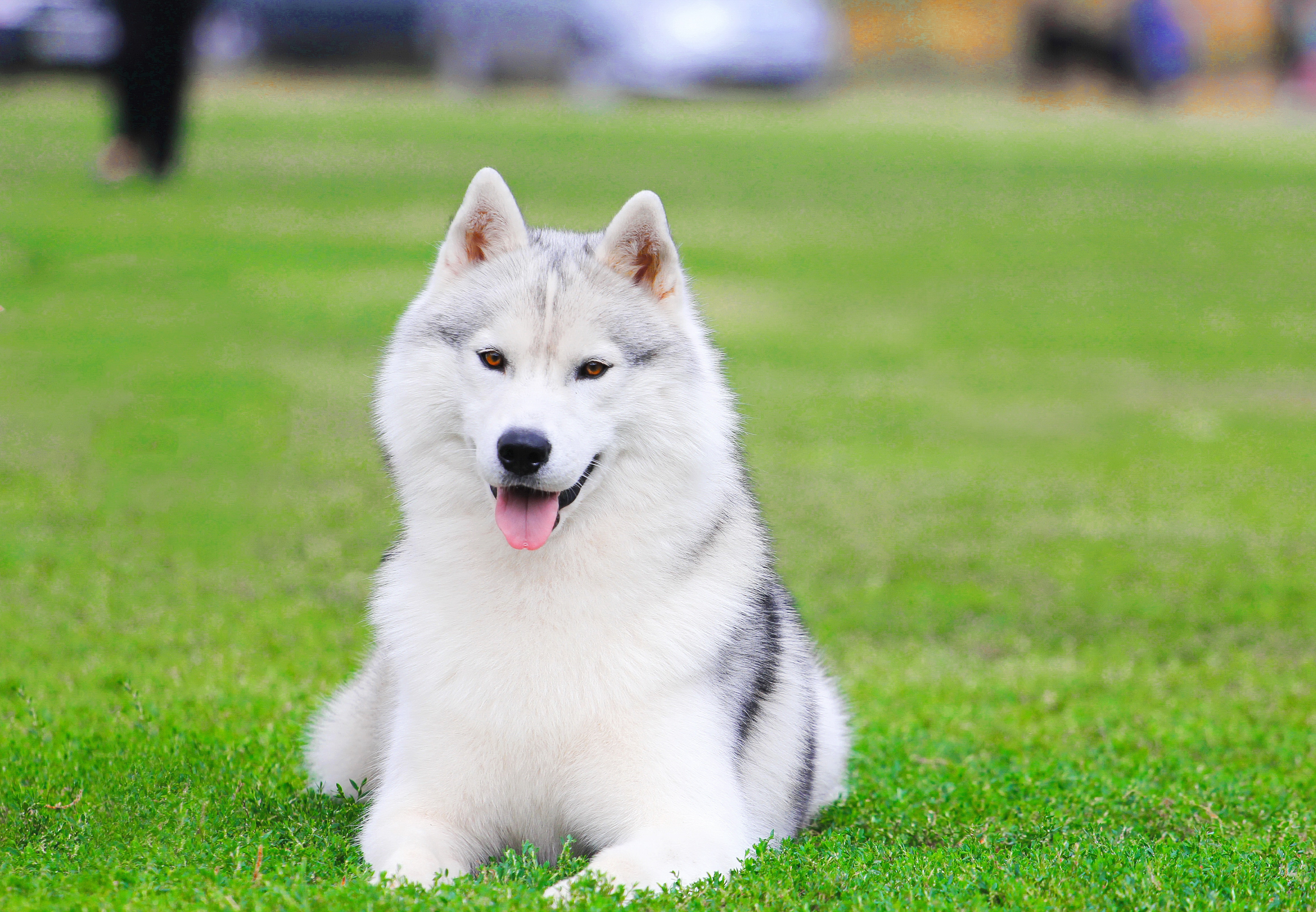 Siberian husky for sale 2024 cheap