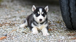 Siberian Husky Buyers Guide in India-Doggywala