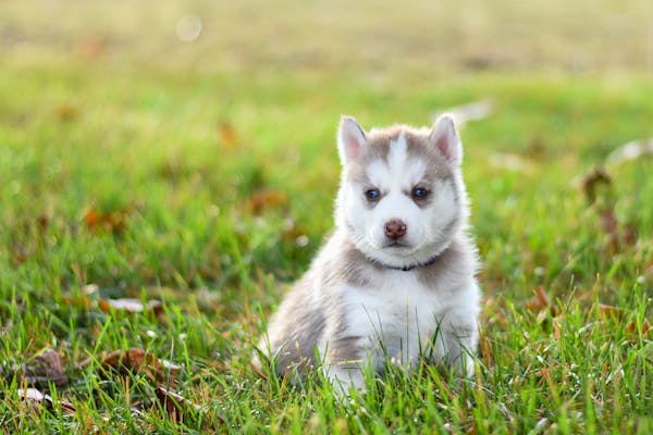 Siberian Husky price in Chennai