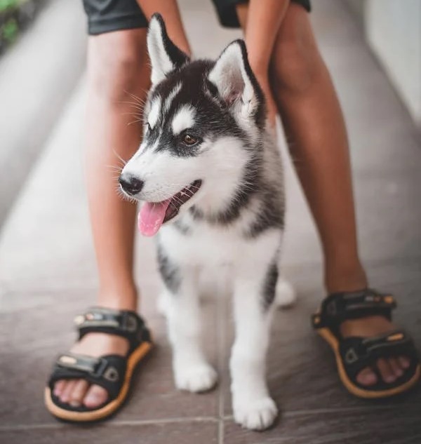 Siberian Husky dog for sale in Chennai