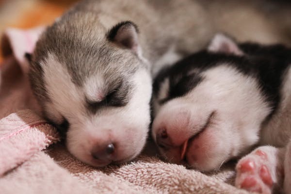 Siberian Husky female puppies for sale in Chennai