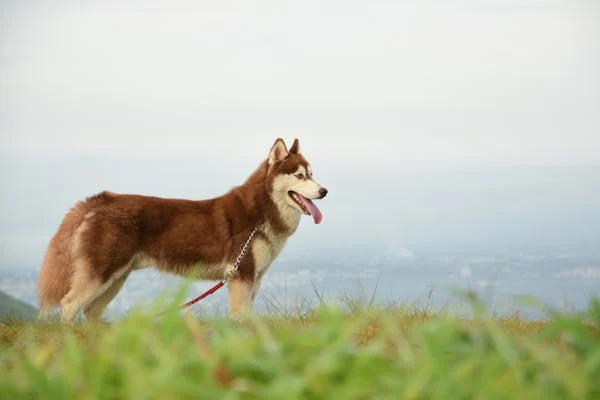 Siberian Husky price in Chennai