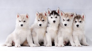 Essential Tips for Breeding Siberian Huskies in India