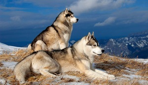 Interesting facts about Siberian Huskies