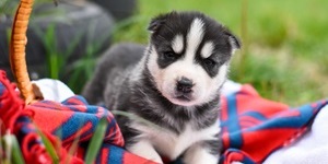 Siberian Huskies Food and Care Tips