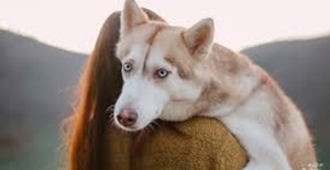 Common Health Problems in Siberian Huskies