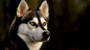 History and Origin Of Siberian Huskies