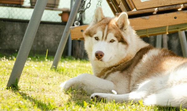 buy Siberian Husky online in India