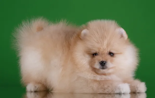 Toy Pomeranian dog for sale in india