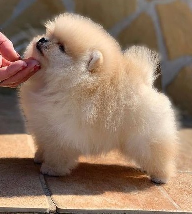 Toy Pomeranian Puppies For sale online in Delhi