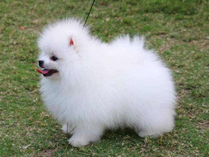 Toy Pomeranian puppies for sale in Hyderabad