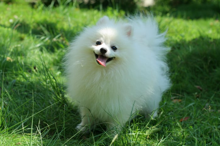 Toy Pomeranian dog breeder in india