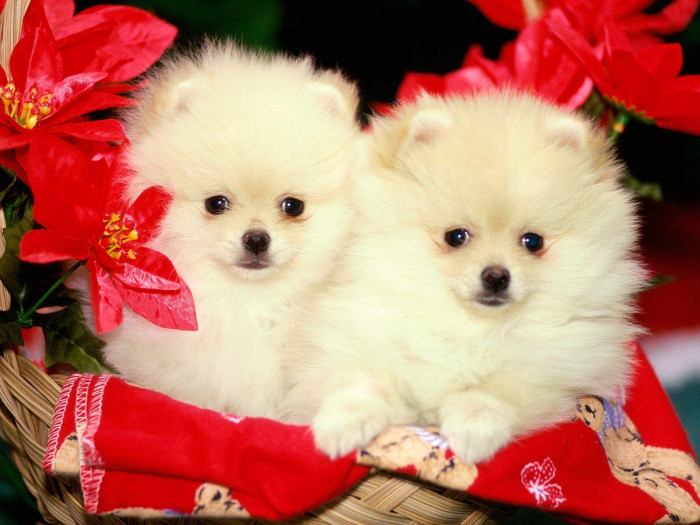 Toy Pomeranian dog breeder in Ahmedabad