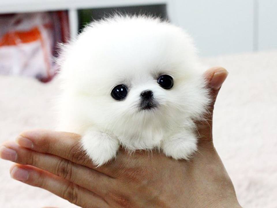 Toy Pomeranian dog for sale in Mumbai