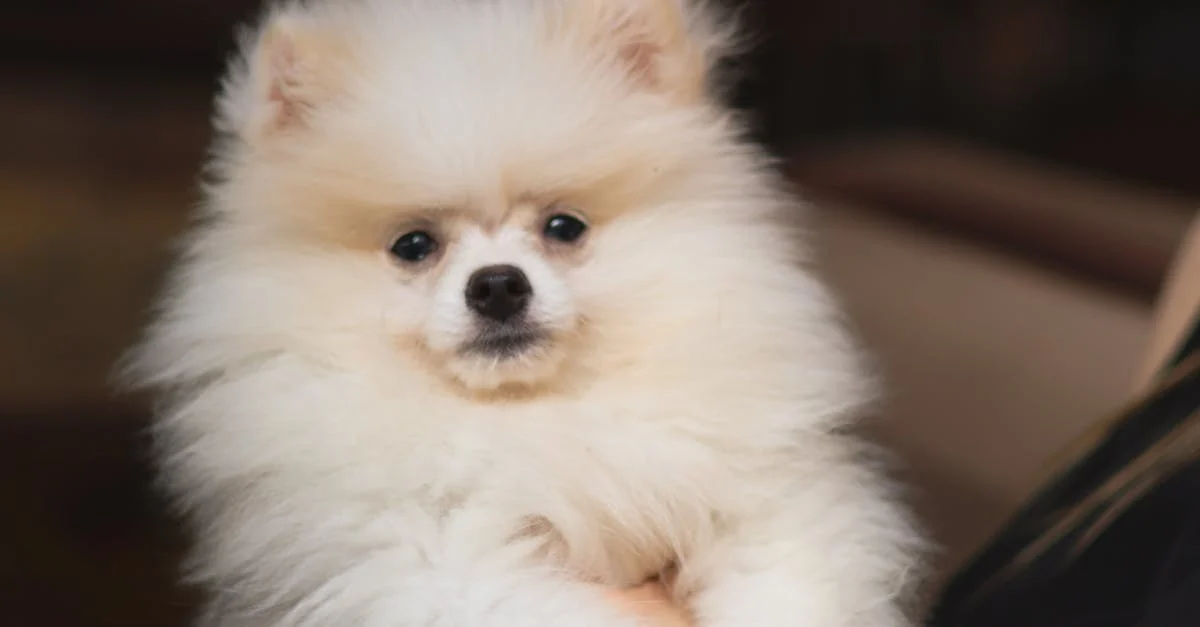 Toy Pomeranian female puppies for sale in Chennai