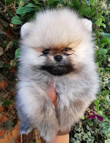 Toy Pomeranian price in Chennai