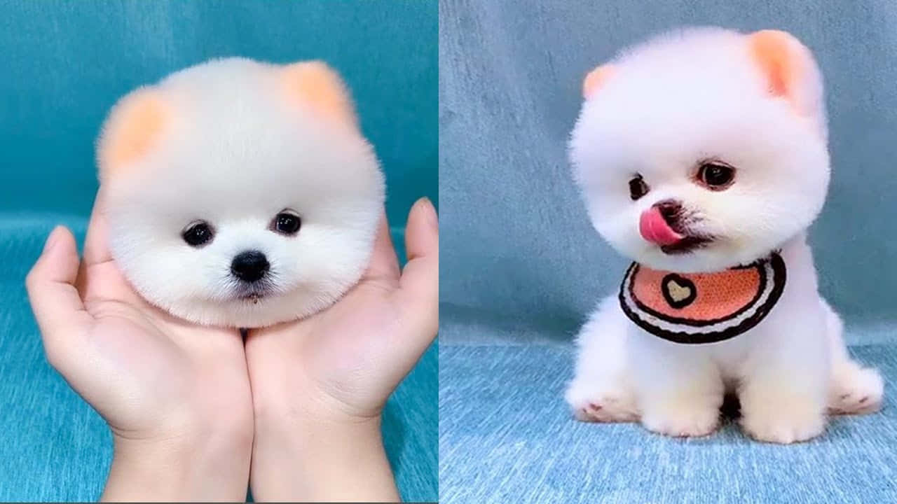 Toy Pomeranian dog for sale in Vizag