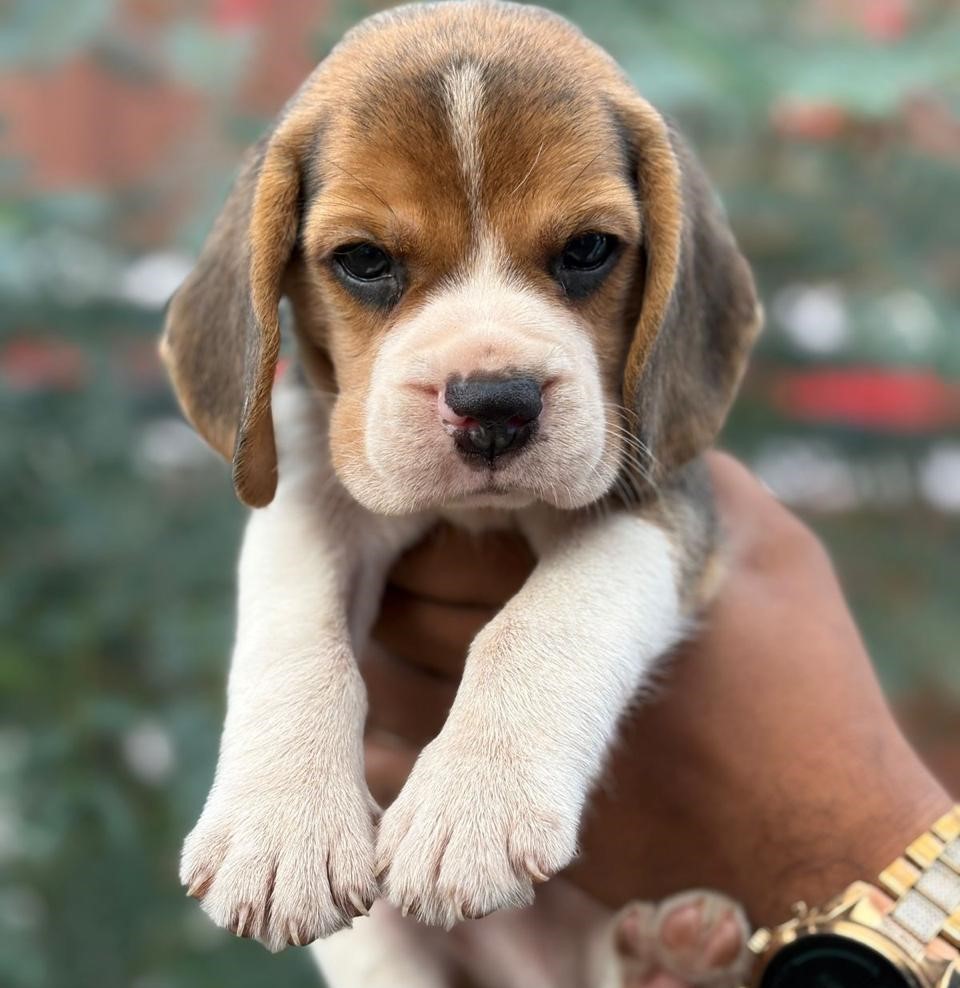 Buy beagle puppies in bangalore