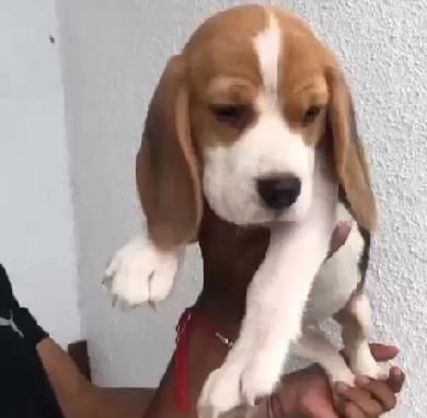 Beagle puppies for sale online in bangalore