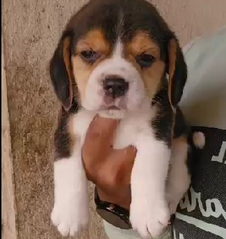 Beagle female puppies price in bangalore